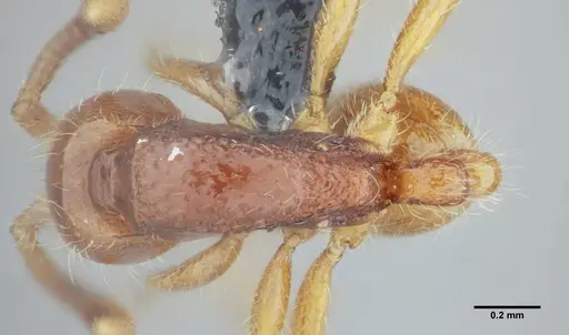 Neivamyrmex modestus - UFV-LABECOL-003496