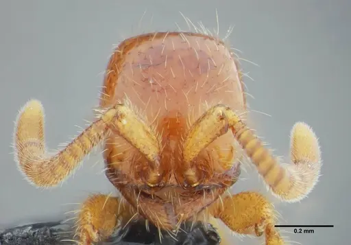 Neivamyrmex modestus - UFV-LABECOL-003496