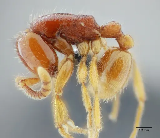 Neivamyrmex modestus - UFV-LABECOL-003496