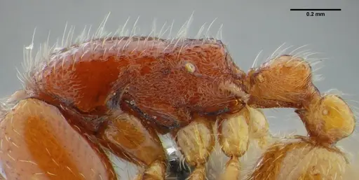 Neivamyrmex modestus - UFV-LABECOL-003496