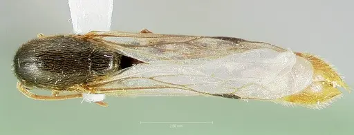 Neivamyrmex mojave specimen