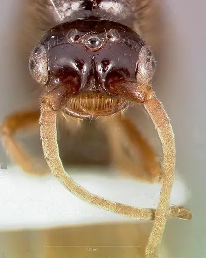 Neivamyrmex mojave specimen