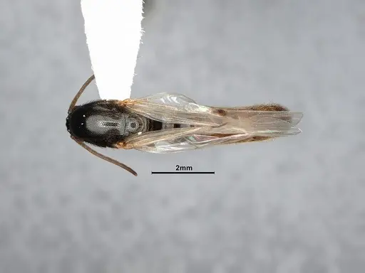 Neivamyrmex mojave - CASENT4031339