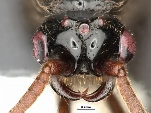 Neivamyrmex mojave - CASENT4031339