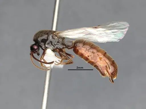 Neivamyrmex mojave - CASENT4031339