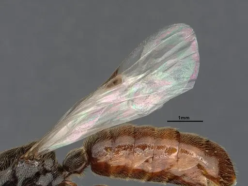 Neivamyrmex mojave - CASENT4031339