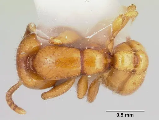 Neivamyrmex moseri specimen