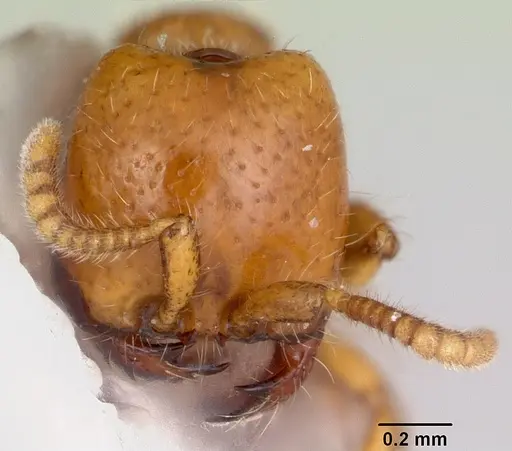 Neivamyrmex moseri specimen