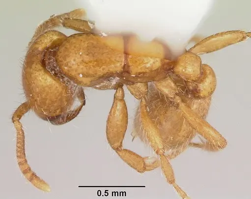 Neivamyrmex moseri - CASENT0104890