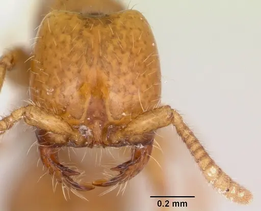 Neivamyrmex moseri - CASENT0104890