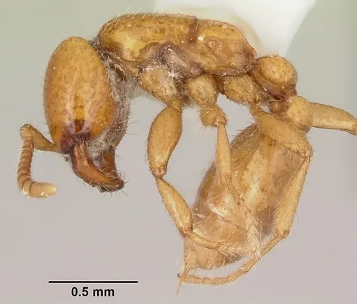 Neivamyrmex moseri - CASENT0104890