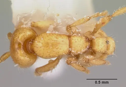 Neivamyrmex moseri - CASENT0104929