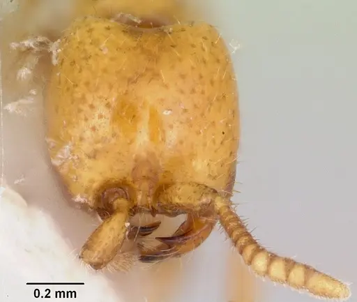 Neivamyrmex moseri - CASENT0104929