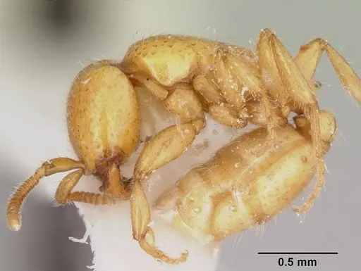 Neivamyrmex moseri - CASENT0104929