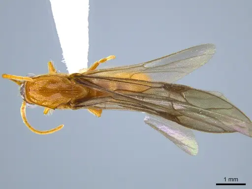 Neivamyrmex moseri - CASENT0614117