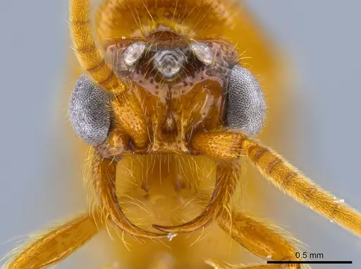 Neivamyrmex moseri - CASENT0614117