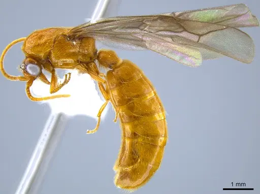 Neivamyrmex moseri - CASENT0614117