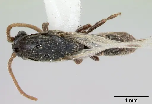 Neivamyrmex ndeh specimen