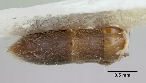 Neivamyrmex ndeh specimen