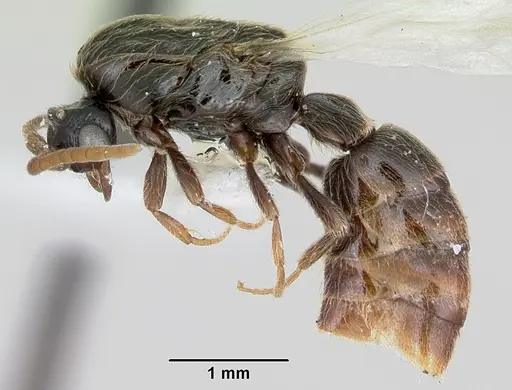 Neivamyrmex ndeh - CASENT0103466