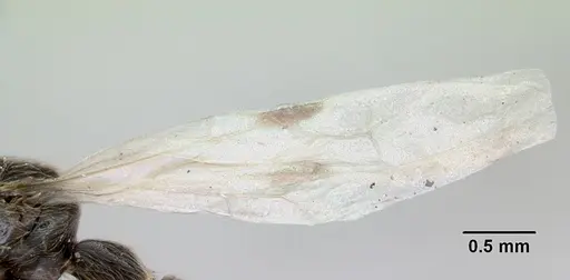 Neivamyrmex ndeh - CASENT0103466