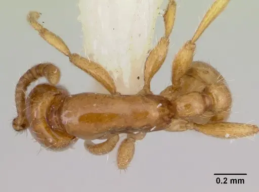 Neivamyrmex ndeh - CASENT0103467