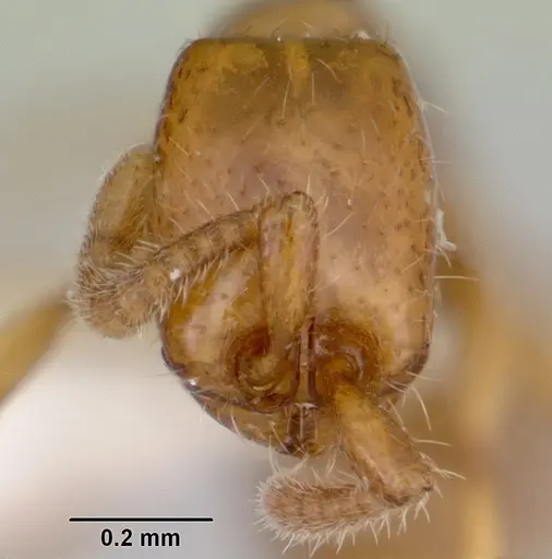 Neivamyrmex ndeh - CASENT0103467