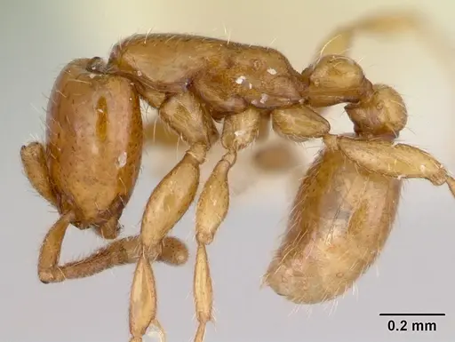 Neivamyrmex ndeh - CASENT0103467