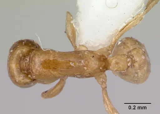 Neivamyrmex ndeh - CASENT0103468