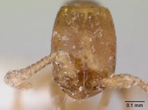 Neivamyrmex ndeh - CASENT0103468