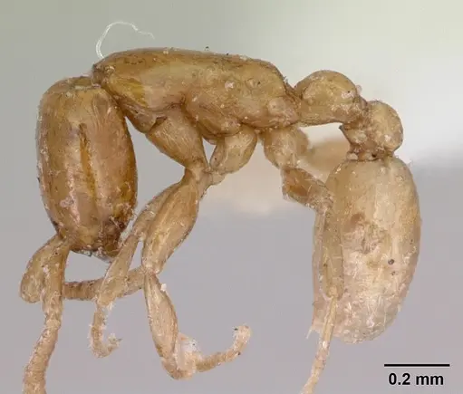 Neivamyrmex ndeh - CASENT0103468