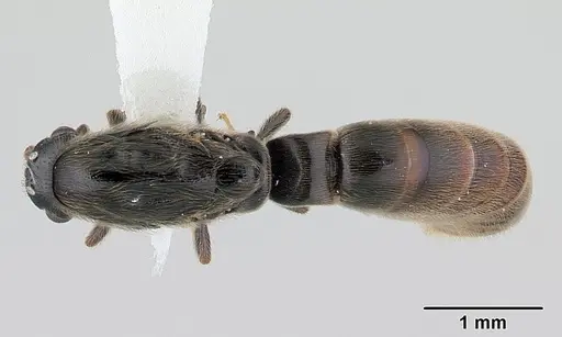 Neivamyrmex ndeh - CASENT0179512