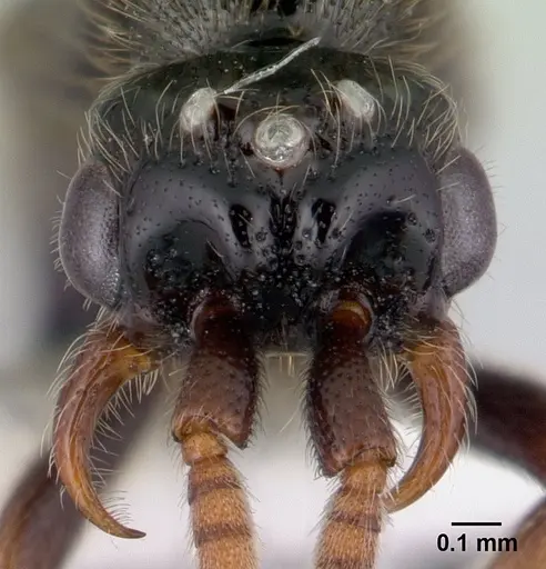 Neivamyrmex ndeh - CASENT0179512