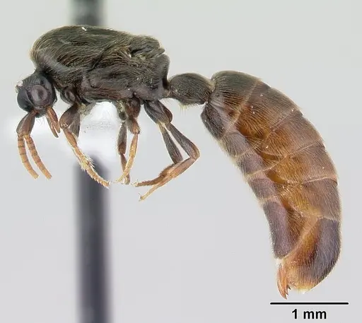 Neivamyrmex ndeh - CASENT0179512