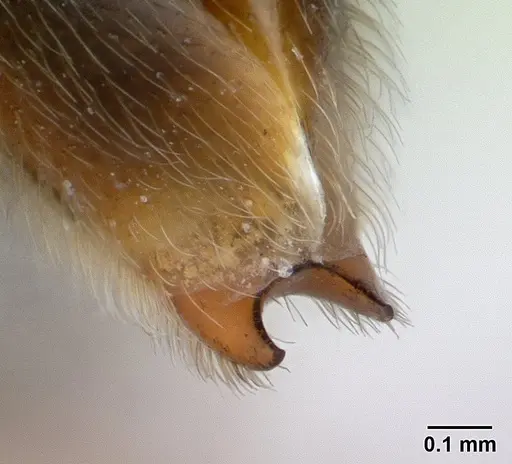 Neivamyrmex ndeh - CASENT0179512