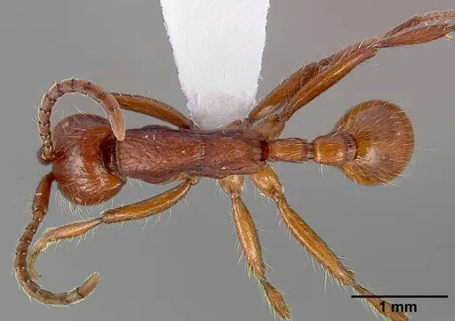 Neivamyrmex nigrescens specimen