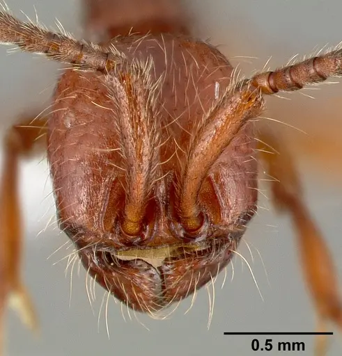 Neivamyrmex nigrescens specimen