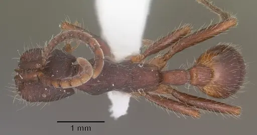 Neivamyrmex nigrescens - CASENT0102766