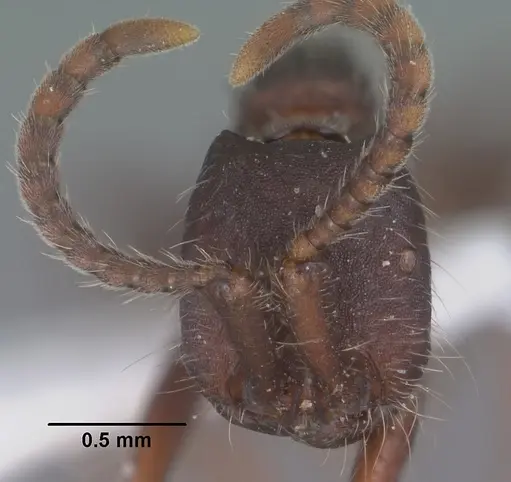 Neivamyrmex nigrescens - CASENT0102766