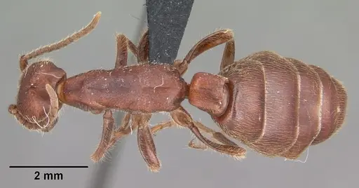 Neivamyrmex nigrescens - CASENT0104061