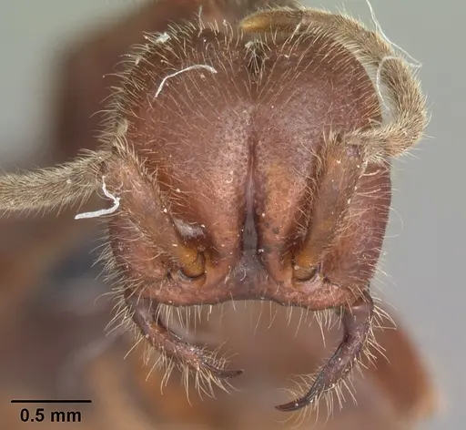 Neivamyrmex nigrescens - CASENT0104061