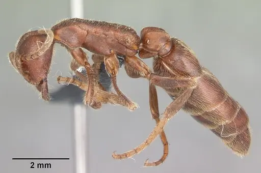 Neivamyrmex nigrescens - CASENT0104061