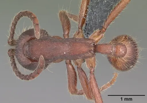 Neivamyrmex nigrescens - CASENT0104124