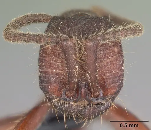 Neivamyrmex nigrescens - CASENT0104124