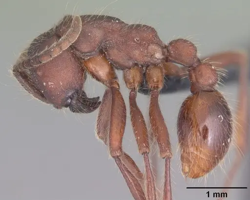 Neivamyrmex nigrescens - CASENT0104124