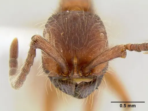 Neivamyrmex nigrescens - CASENT0106080