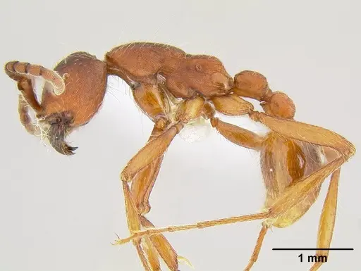 Neivamyrmex nigrescens - CASENT0106080