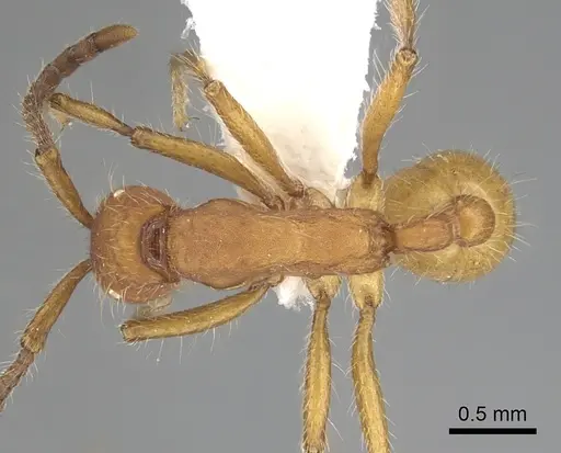 Neivamyrmex nigrescens - CASENT0249493