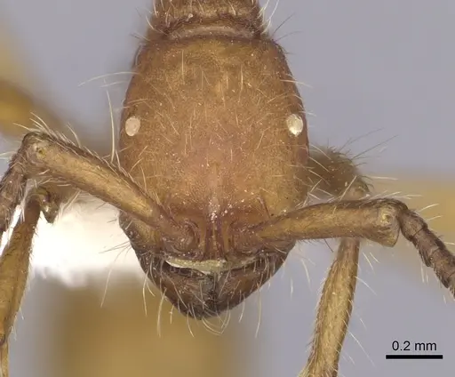 Neivamyrmex nigrescens - CASENT0249493