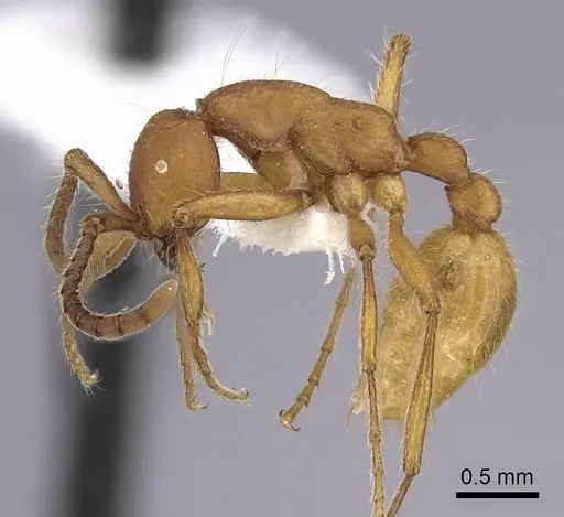 Neivamyrmex nigrescens - CASENT0249493